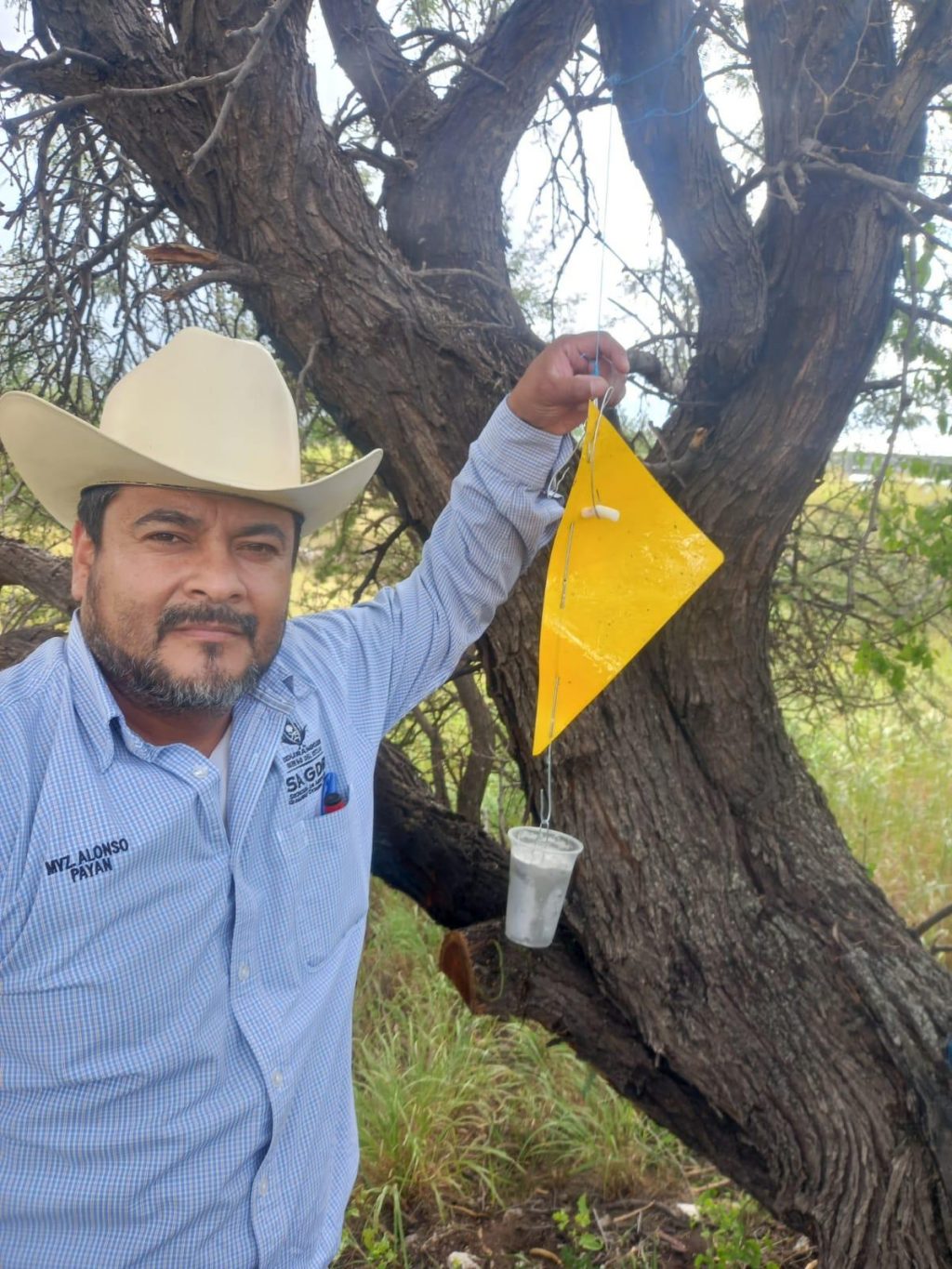 SAGDR COLOCA TRAMPAS PARA DETECTAR A LA MOSCA PORTADORA DEL GUSANO BARRENADOR DEL GANADO.