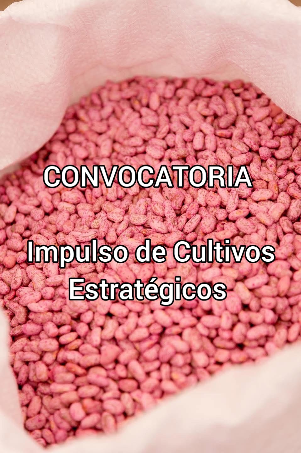 CONVOCATORIA